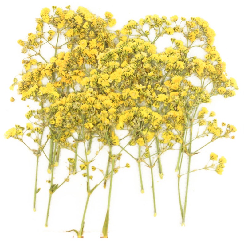Pressed flowers, yellow baby breath, gypsophila 20pcs for floral art, craft, card making, scrapbooking image 1