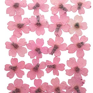 押し花、ベビーピンクのバーベナ 20 個入り フローラルアート、樹脂工芸、スクラップブッキング