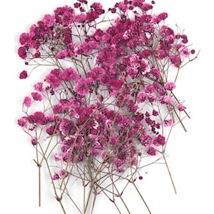 Gepresste Blumen, Schleierkraut Schleierkraut 20 Stück für Blumenkunst, Resin Basteln, Scrapbooking