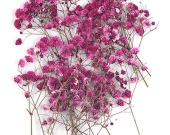 Pressed flowers, mauve baby's breath gypsophila 20pcs for floral art, resin craft, scrapbooking