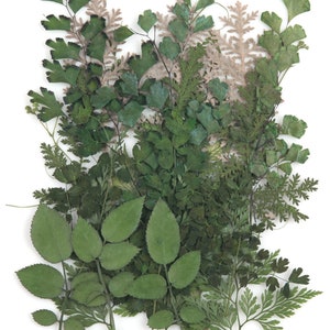 Mélange de feuillage pressé, feuilles de rose, dentelle argentée vert et beige, vigne en ballon, adiantum pour art floral, artisanat en résine