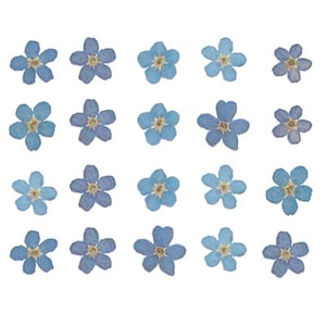 Myosotis Forget me not flower Art Board Print for Sale by LoraLoo