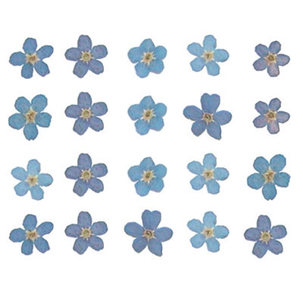 Pressed flowers, forget me not petals 20pcs, myosotis for art craft card making materials scrapbooking