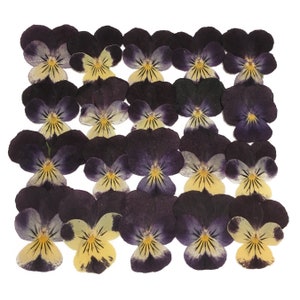 Pressed flowers, yellow pansy 20pcs floral art, resin craft, scrapbooking image 1