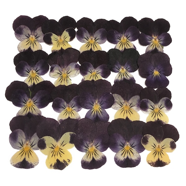 Pressed flowers, yellow pansy 20pcs floral art, resin craft, scrapbooking