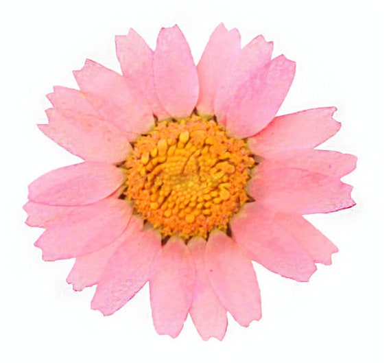 pink chrysanthemum 20pcs for floral art Pressed flowers craft card making scrapbooking
