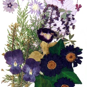 Pensée fleurs pressées, fleur étoilée, torenia, marguerite, alyssum, lobélie, lierre feuillage pour art floral, créations manuelles, fabrication de cartes, scrapbooking