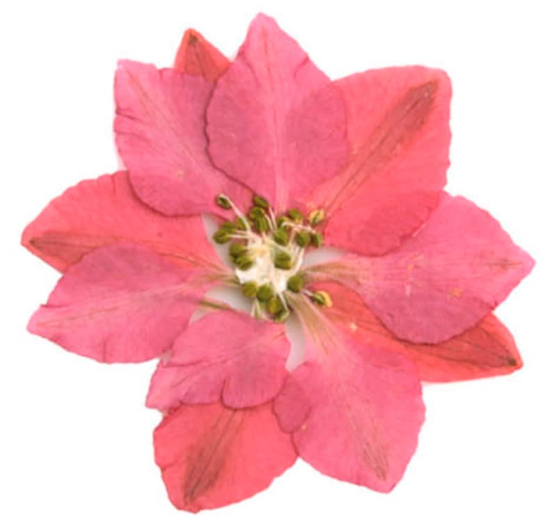 Puede incluir: Primer plano de una flor rosa prensada con un centro verde. La flor tiene cinco p&eacute;talos y est&aacute; dispuesta en forma circular.