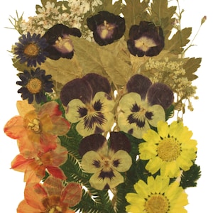 May include: A pressed flower arrangement featuring a variety of dried flowers, including pansies, forget-me-nots, and daisies. The flowers are arranged in a circular pattern and are surrounded by green leaves.