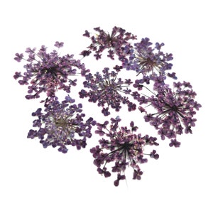 Gepresste Blumen, lila Queen Anne's lace Blume 20 Stück Blumenkunst, Harz Handwerk, Nagelkunst