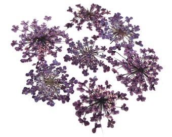 Pressed flowers, purple Queen Anne's lace flower 20pcs floral art, resin craft, nail art