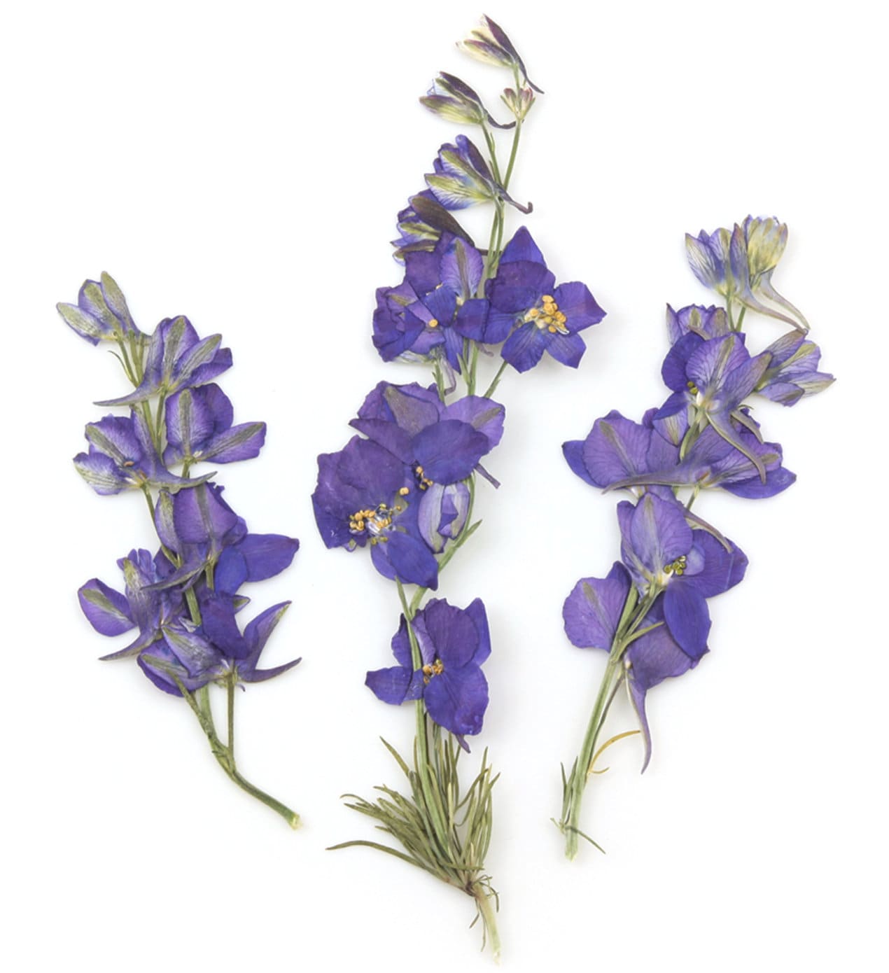 Botanical Violets Pressed Flower Vintage Tissue Paper