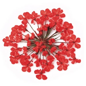 Pressed flowers, red Queen Anne's lace flower 20pcs floral art resin craft nail art