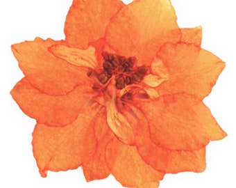 Pressed flowers, orange 20pcs for floral art, resin craft, scrapbooking