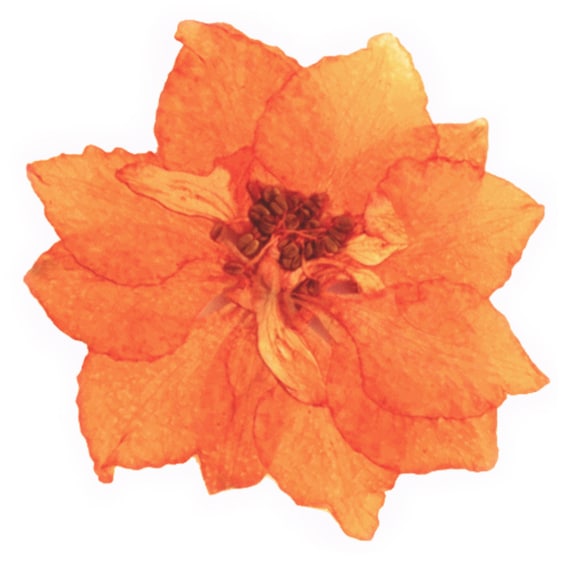 Pressed flowers, orange 20pcs for floral art, resin craft, scrapbooking