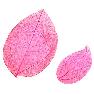 Feuilles pressées 20 pcs, rose fuchsia, pour l'art botanique floral, l'artisanat, la fabrication de cartes, la décoration de la maison, le scrapbooking