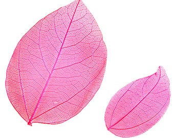Pressed leaves foliage 20pcs, hot pink, for floral botanical art, craft, card making, home decoration, scrapbooking