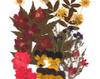 Pressed flowers, verbena, cornflower, lace flower, lobelia, fleabane, maple, foliage floral art resin craft