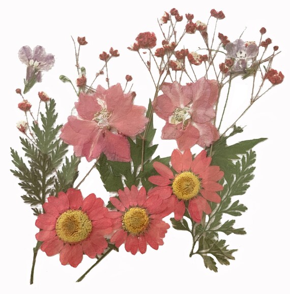 Prensado De Flores 24 Flores de Encaje Rojo ideal para elaboración de Tarjetas /& Artesanía Floral