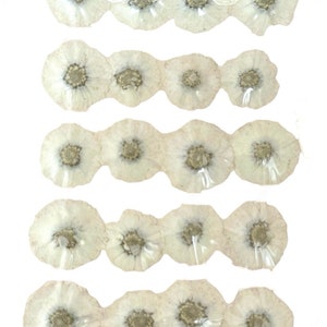 Fleurs pressées, chrysanthème blanc 20 pcs, thème dendran, art floral, fabrication de cartes artisanales en résine