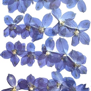 Gepresste Blumen, blaue Anemone 20 Stück für florale Kunst, Resin Handwerk, Hochzeitseinladungskarte machen, fleur por ehe