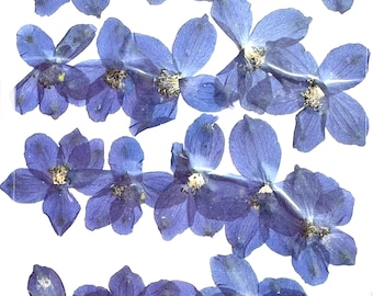 Fleurs pressées, fleur de vent anémone bleue 20pcs pour l’art floral, artisanat en résine, fabrication de cartes d’invitation de mariage, fleur pour mariage