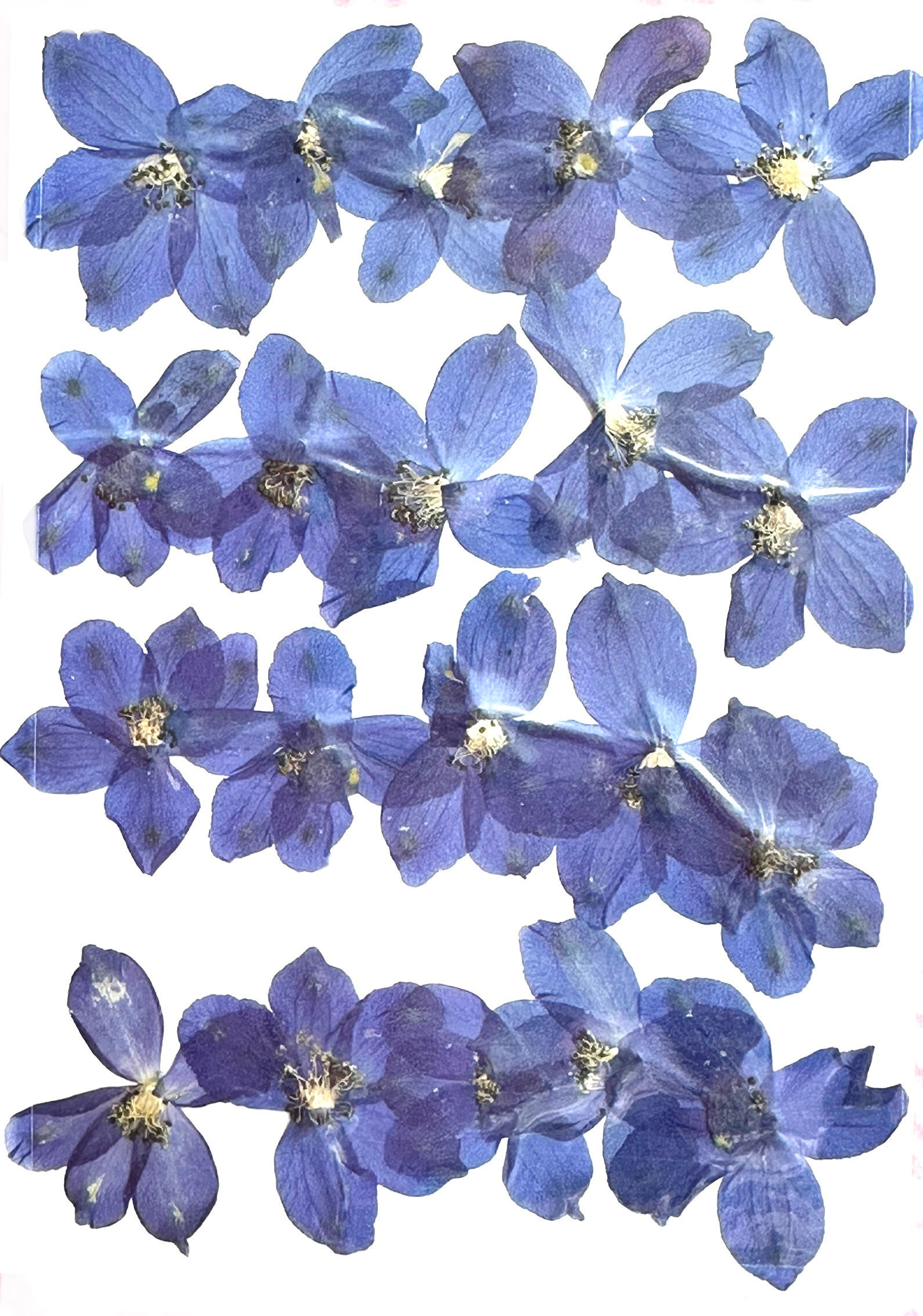 Pressed Flower Art, 16x20 Floating Frame in Walnut, Cascading Bouquet  Design 