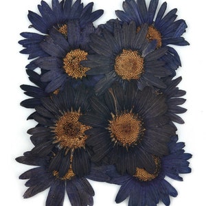 Fleurs pressées, grande marguerite bleu marine, 10 pièces pour l'art floral, créations artisanales en résine, fabrication de cartes, scrapbooking