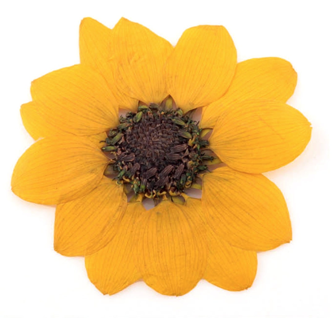Pressed Flowers Yellow Mini Sunflower 10pcs for Floral Art Etsy