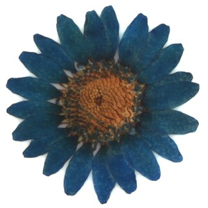 Geperste bloemen, marineblauw margriet 20st voor bloemsierkunst hars ambachtelijke kaarten maken scrapbooking