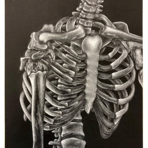 Vitals - Skeleton Drawing