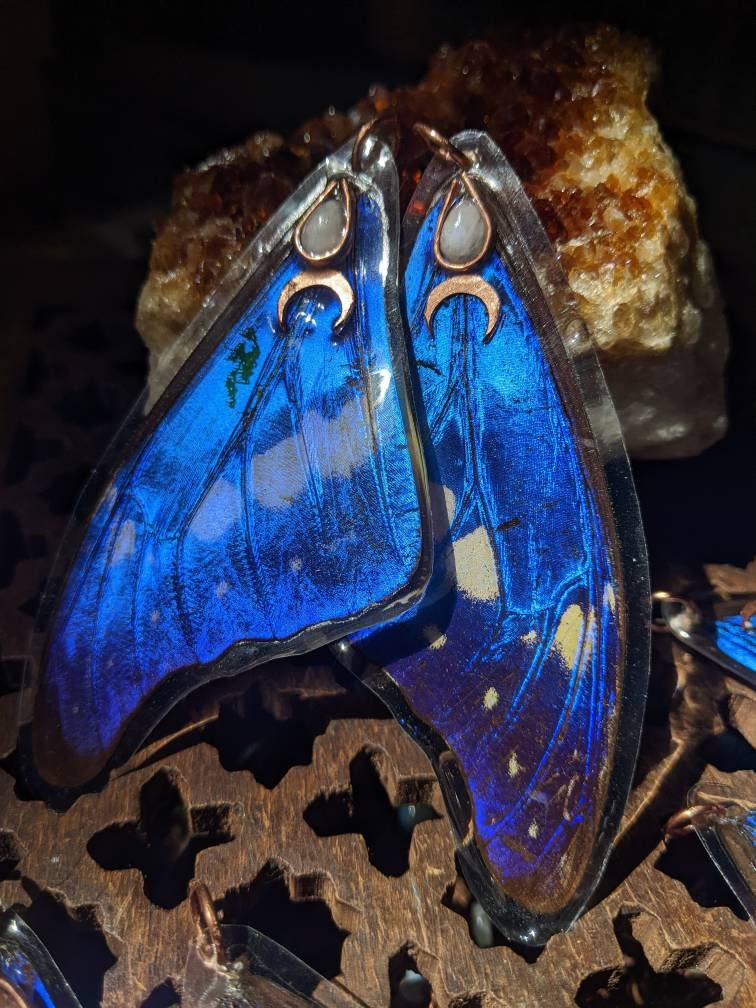 Morpho Helena - Etsy