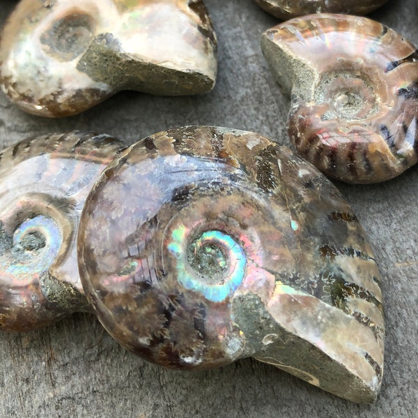 Opalized Ammonite Fossils Genuine Polished Ammonite with Crystal Flash (Pictures)