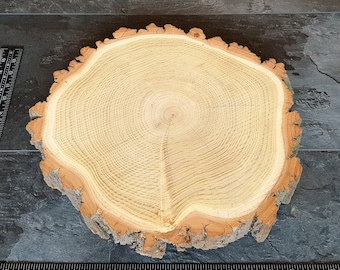 epoxy resin untreated natural wood frame rustic table decor Live Edge Hollow Birch Tree Slice natural wood decor wood art