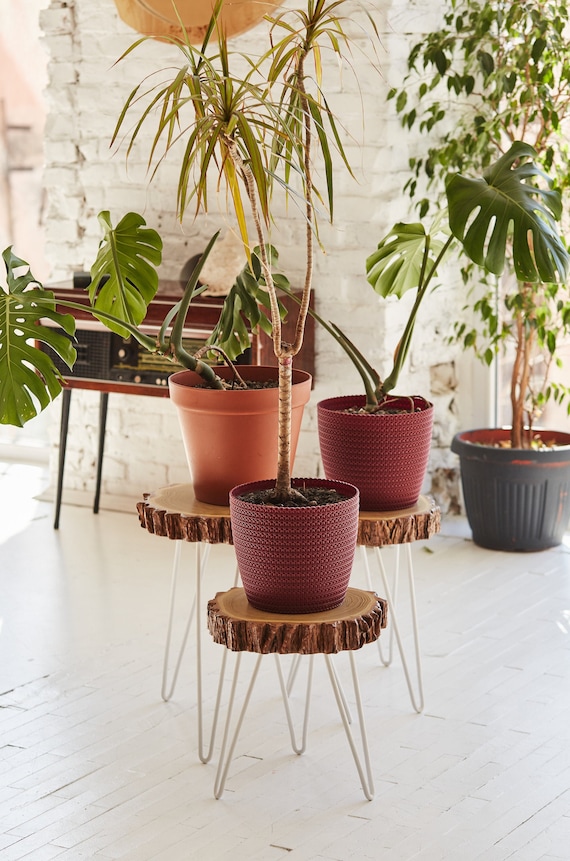 Modern Plant Stool Three Leg Stool Wood Slab Table Indoor Plant Stand Modern Plant Stand Coffee Table White Round Plant Stand
