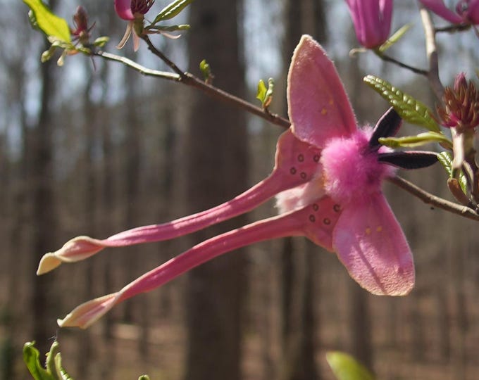 Handmade Pink Silk Moth (Eudaemonia argus) hair clip, barrette, brooch