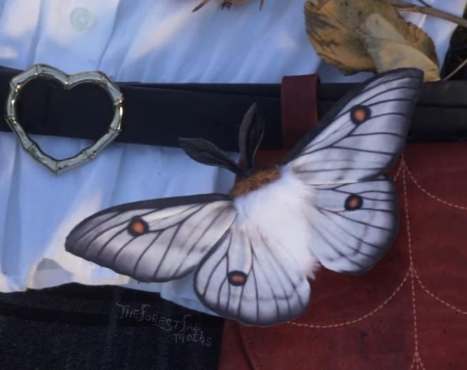 Handmade Ghostly Silk Moth (ceranchia apollina) Hair clip or brooch