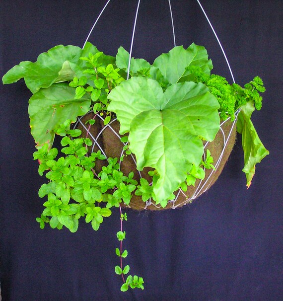 Single Hanging Basket Kit 75cm diameter with matching EAL Liner Single Hanging Basket Kit 75cm diameter with matching EAL Liner