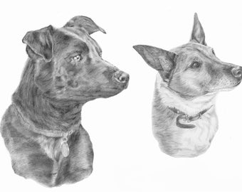 Original custom animal portrait in graphite pencil