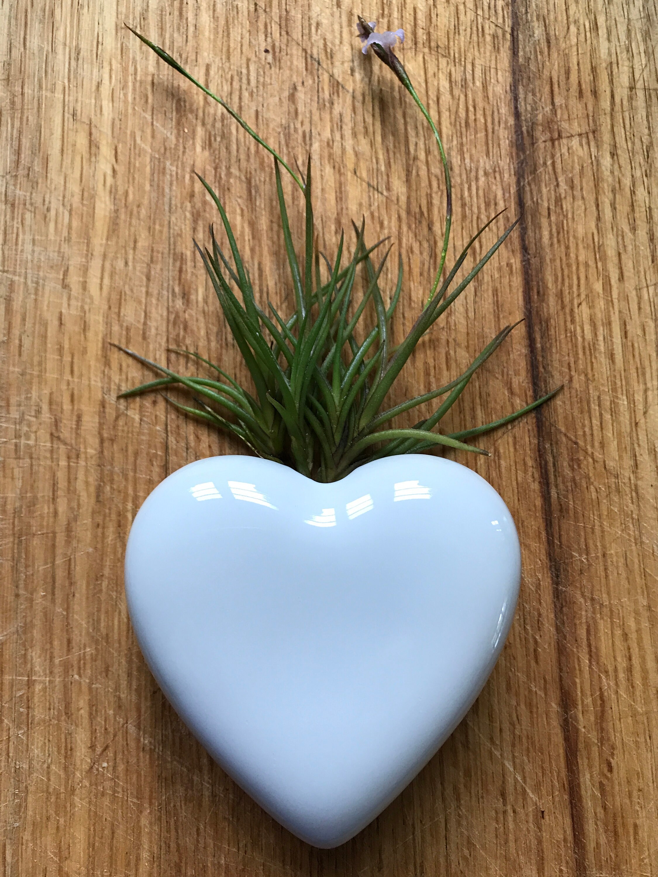 Porcelain heart minivase with air plant Etsy