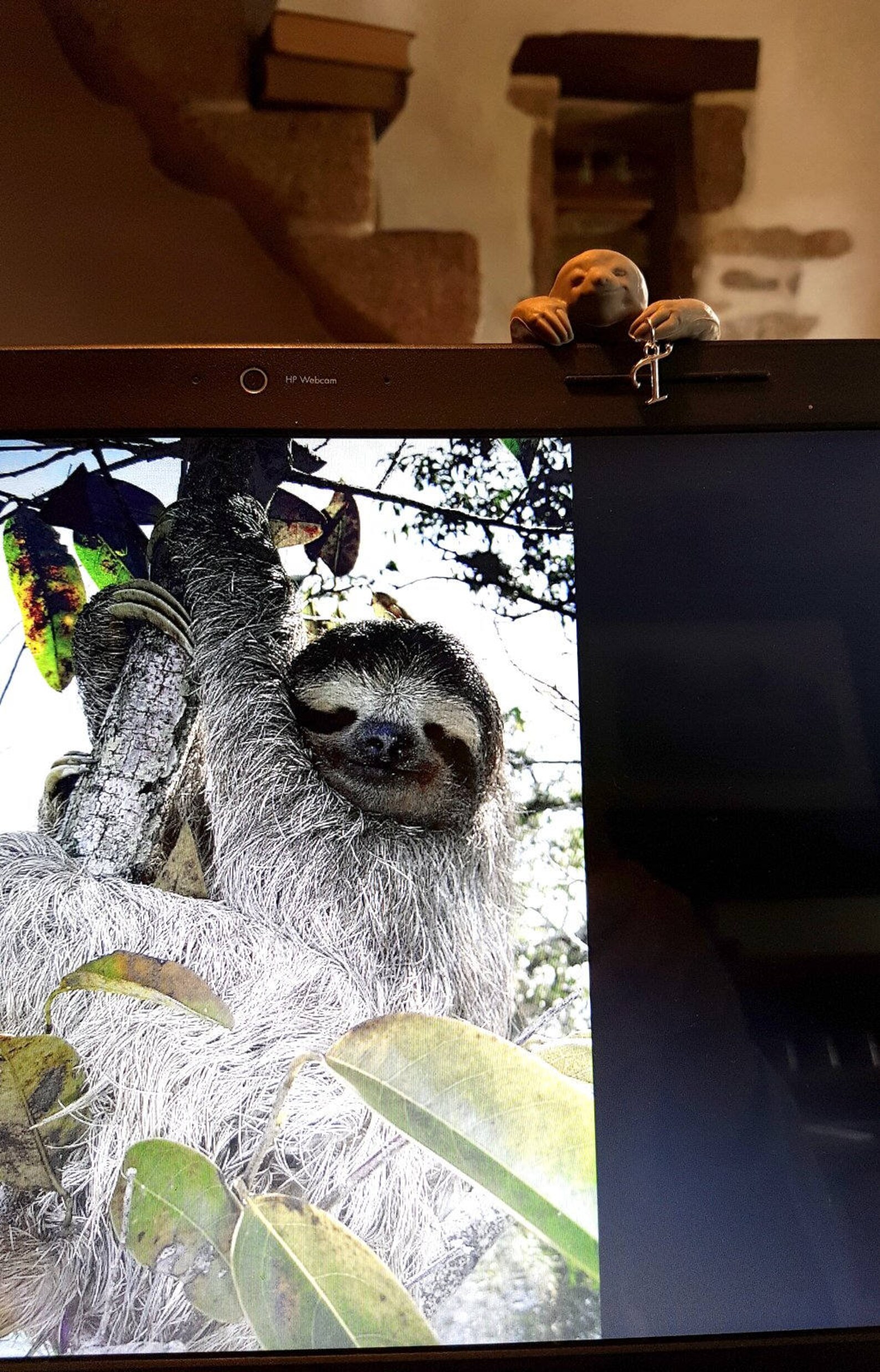animal paresseux en 2 lettres