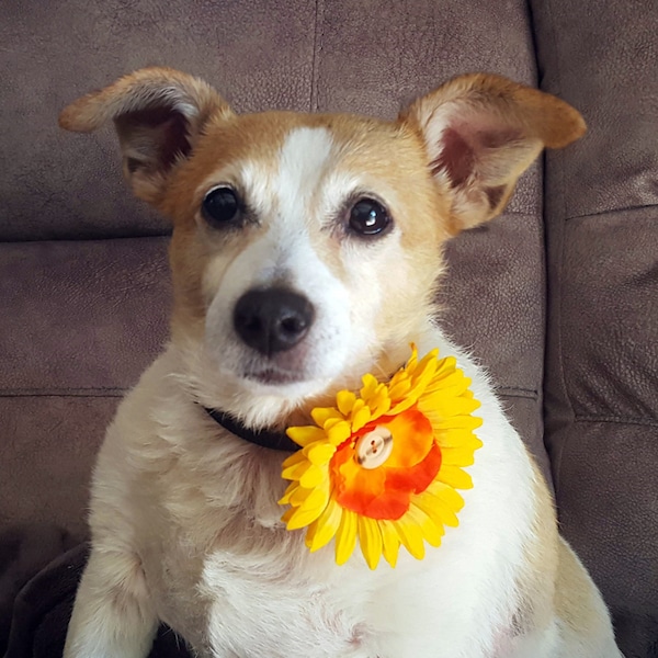 Girl dog pet collar flower. Fall pet collar accessory. Autumn neck wear for dogs. Pet neck wear. Flower for dog collar. Small & Medium dog.