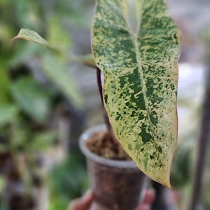 Philodendron ilsemanii image 3