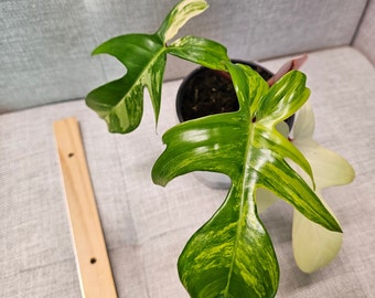 Philodendron Florida beauty Highly variegated