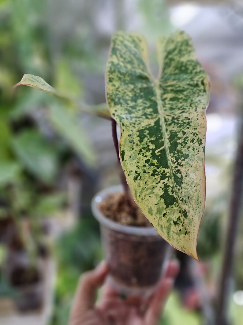 Philodendron ilsemanii image 1