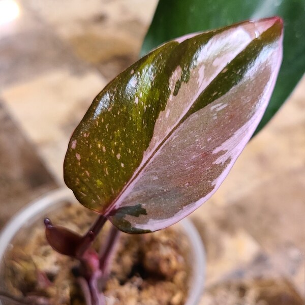 Philodendron red Anderson