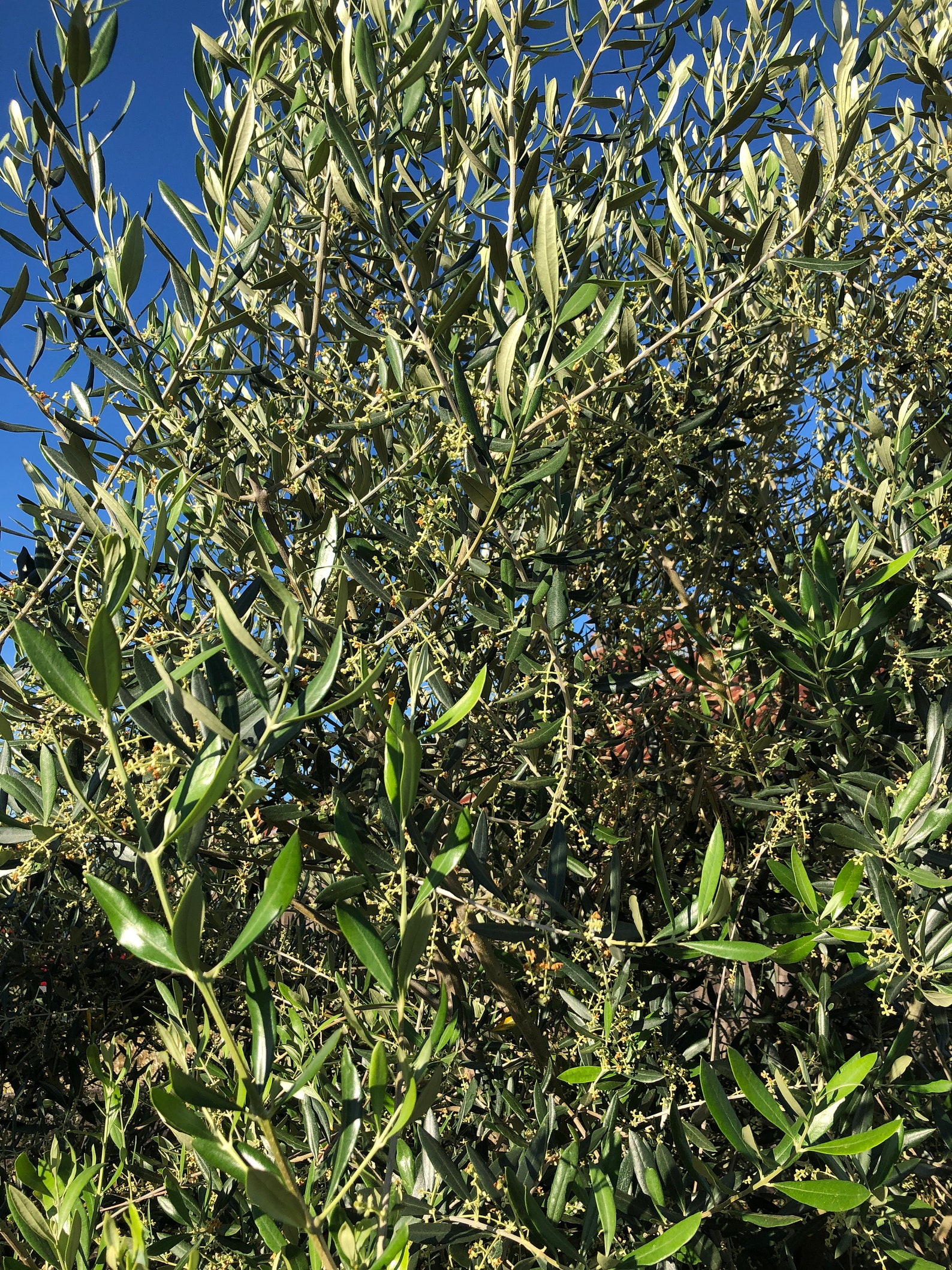 Olive Tree Seeds for Propagating Etsy