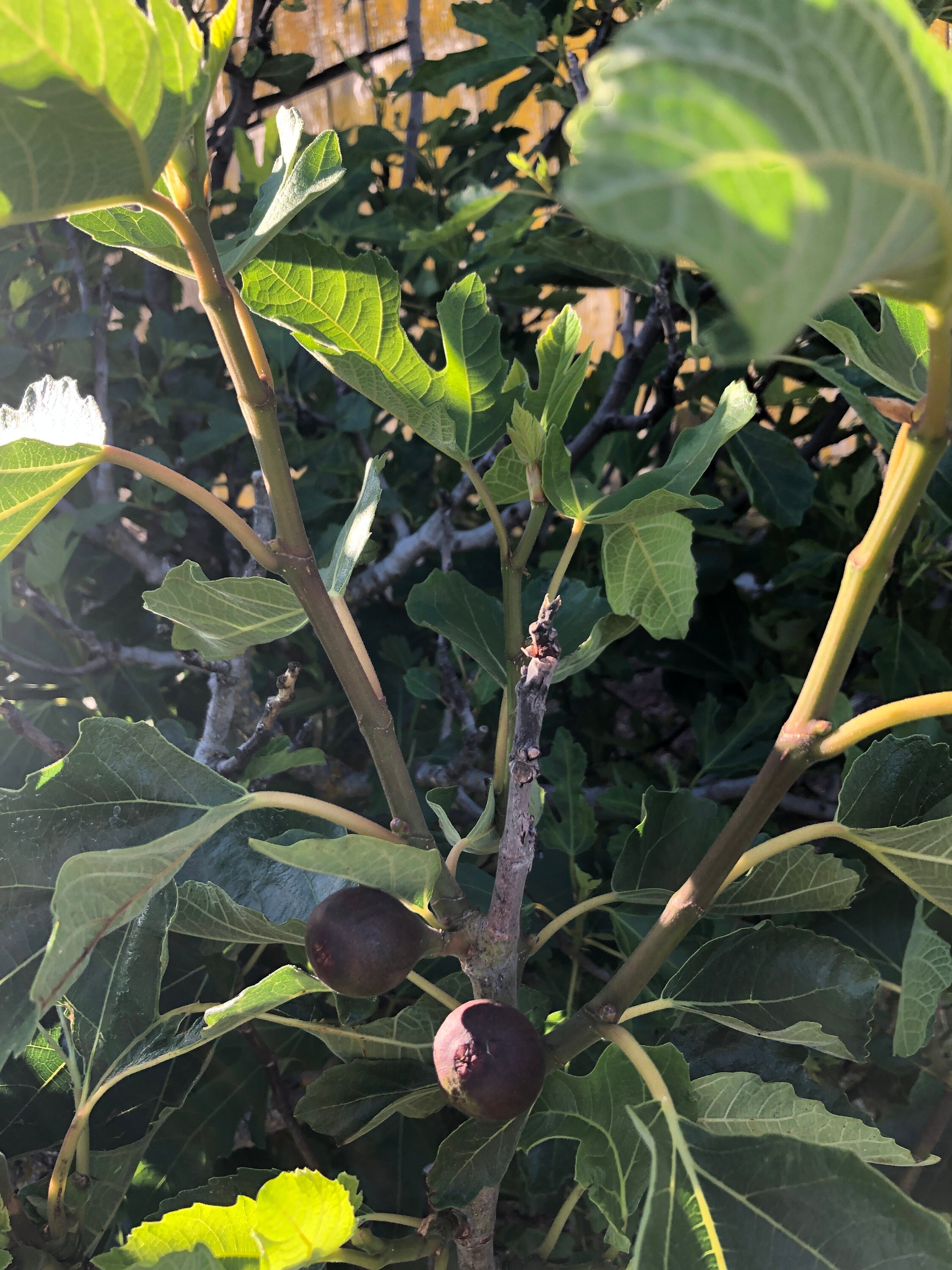 2 Organic Fig Tree 6 cuttings, ready to plant, grow figs Etsy.de