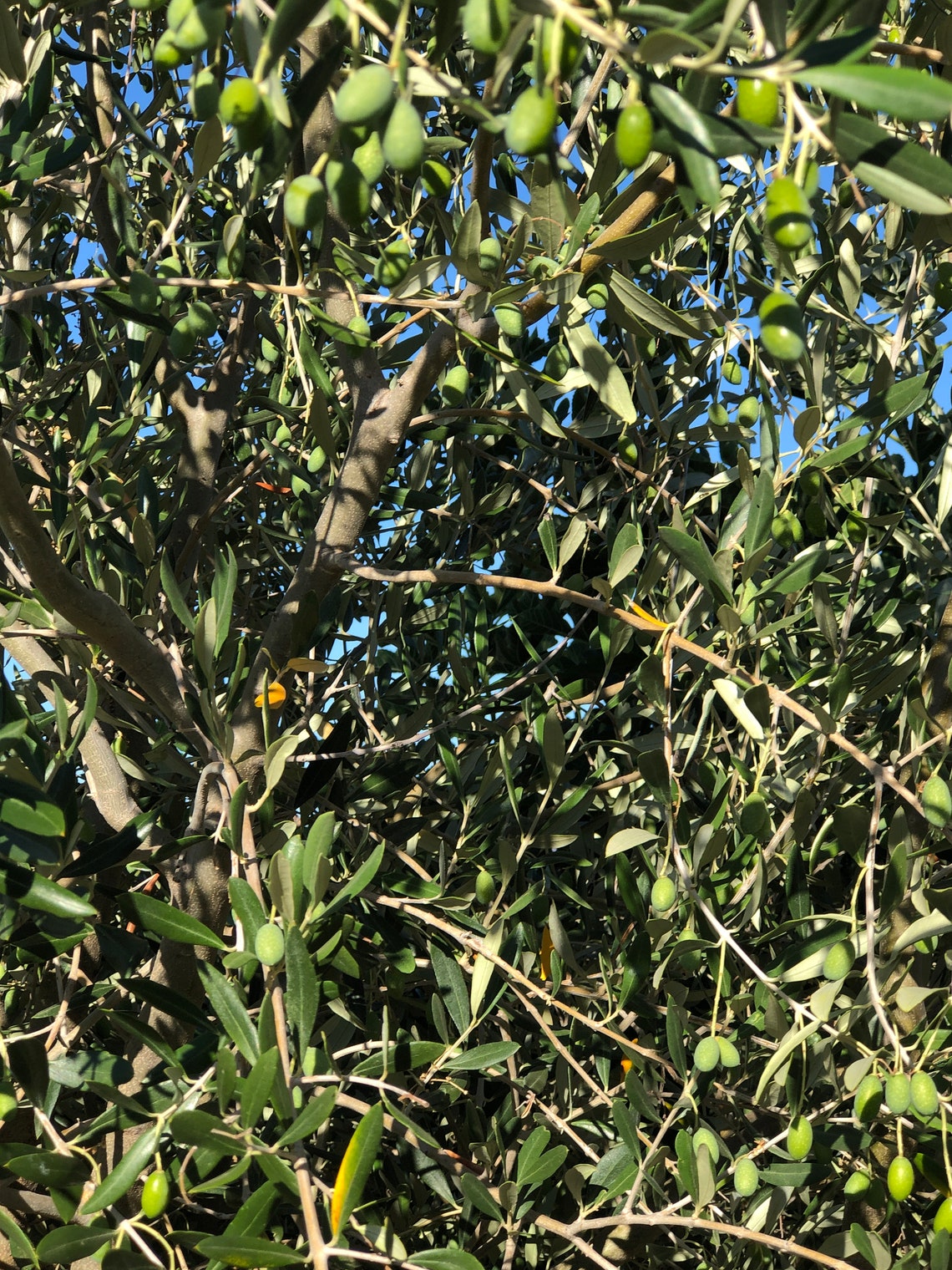 Olive Tree Seeds for Propagating Etsy