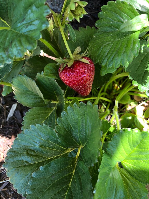 Organic Strawberry Plant Amazing Strawberries Etsy